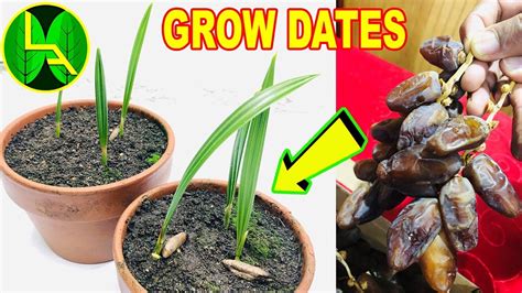 How to Plant, Grow, and Care for Date Palm Trees.